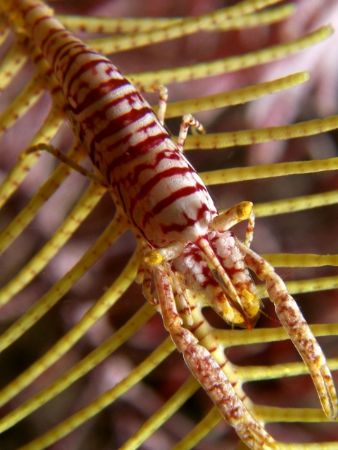 Crinoid shrimp...always difficult to nail him down but th... by Jovin Lim 