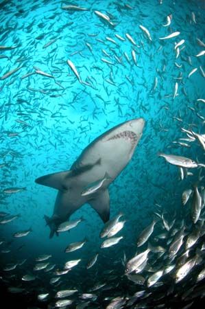 Ragged Tooth Shark swims through baitfish shoal, Cape Inf... by Jean Tresfon 