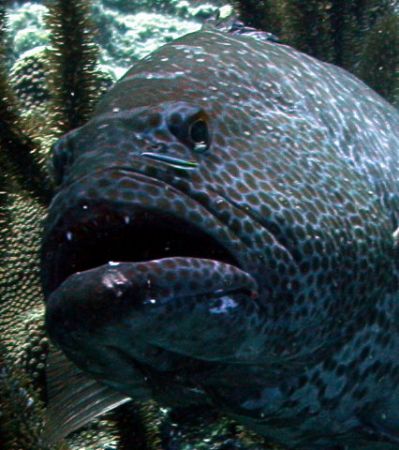 closeup of a black grouper wiating at a cleaning station. by Barry Kirchner 