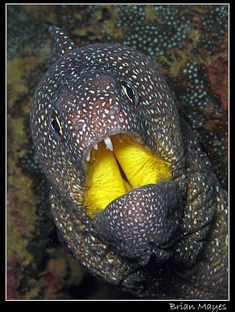 Yellowmouth Moray. Blamed in a recent finger biting incid... by Brian Mayes 
