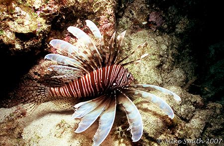 Lionfish taken in the Bahamas. Nikonos V, 15mm lens, SB-105. by Mike Smith 