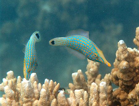 Cute pair of fishes, not sure of there name. Taken at Bun... by Natasha Tate 