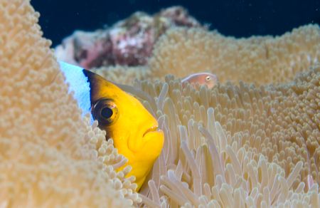 Anemonefish Profile by Andy Lerner 