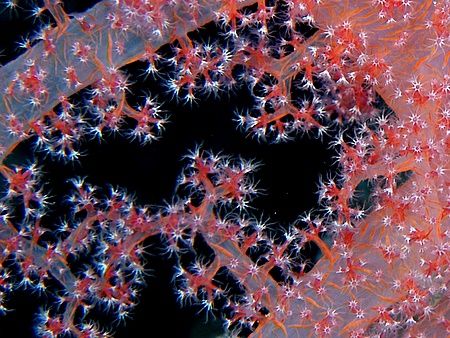 Soft coral close up taken at Pinkies Wall with E300. by Nikki Van Veelen 