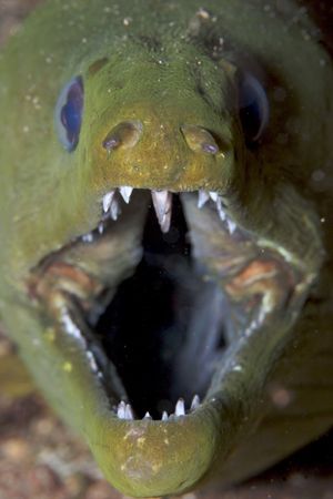 close up of a nice Green Moray by Terry Moore 