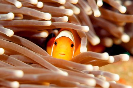 I could take pictures of Clown Fish all day. This little ... by Stuart Ganz 