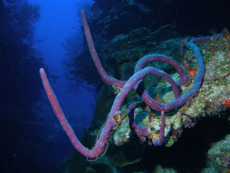 Rope sponge
Babylon Pinnacle
Grand Cayman by Neil Van Niekerk 