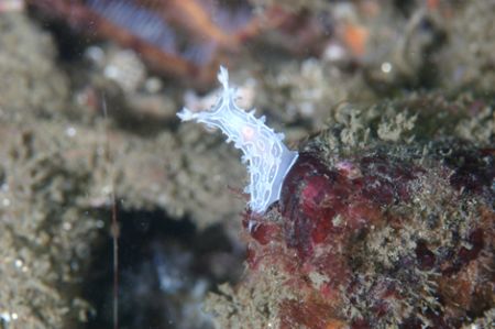 Nudibranch in the Monterey Bay. by Dale Hymes 
