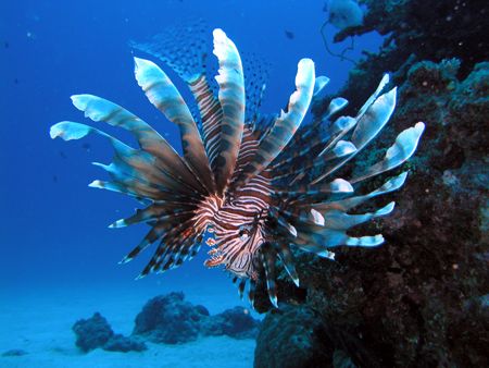 This lionfish is graceful and beautiful as a butterfly, a... by Tony Otion 