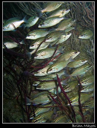 This was just a quick snap at a school of Dotted Bream, b... by Brian Mayes 