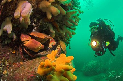 Diver discovers massive edible crab. 
Image taken at Eye... by Mike Clark 