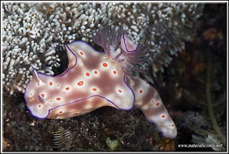 My first encounter with this nudi Tulaben "coral garden d... by Yves Antoniazzo 