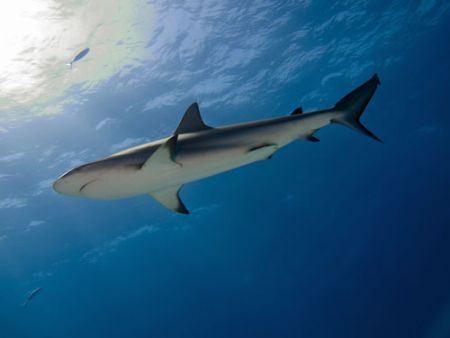 Caribbean reef shark, cruising the Bahamas by Steve Laycock 