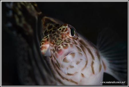 Hawkfish up very close D200/105 by Yves Antoniazzo 