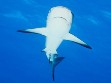 Grey reef shark, glides overhead. olympus E330 and twin E... by Steve Laycock 