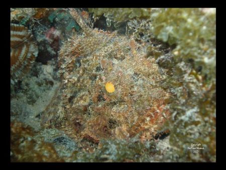 Adult Scorpion Fish
Devil's Grotto
Grand Cayman by Neil Van Niekerk 