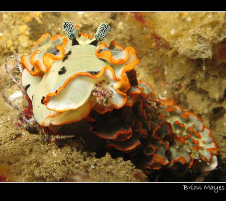 Dermatobranchus ornatus munching on soft coral entwined w... by Brian Mayes 
