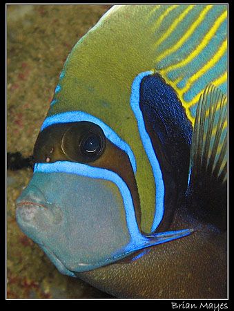Emperor Angelfish close up by Brian Mayes 