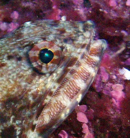 Lizardfish- Saipan Grotto by Martin Dalsaso 