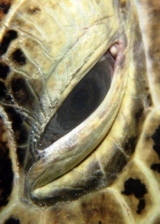 Turtle Close up by Frankie Lim 