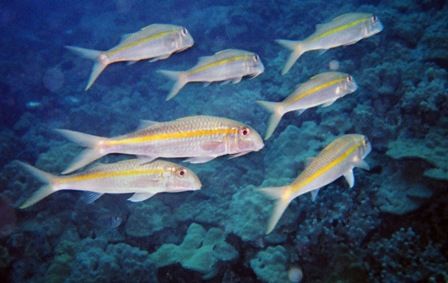 Yellow Striped Goatfish
Night dive off the Kona coast, a... by Richard Lynch 
