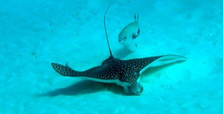 Eagle ray with interested follower. They showed up while ... by Dave Breckenridge 