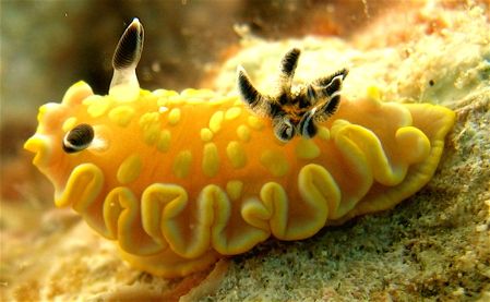 cool nudibranc, and he was zooming along, not the fastest... by Elizabeth Chase 