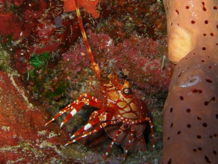 a red banded lobster in steps dive site at parguera wall by Victor J. Lasanta Garcia 
