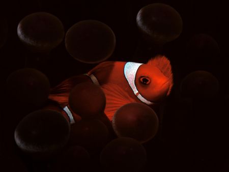 Nemo brother by Mauro Serafini 