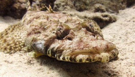 Crocodile fish, South Sinai. Olimpus SP-350, manual white... by Alin Ardelean 