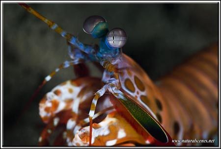 Gold colored mantis shrimp taken on a wreck dive in Maume... by Yves Antoniazzo 