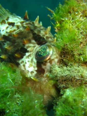 Puffer fish..relaxing on soft coral, taken with Cannon S8... by Zafarol Lokman 