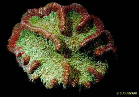 This living coral looks like candy. photo was taken in Co... by Steven Anderson 