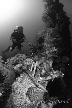 Reef on the Sankisan Maru - Chuuk by Jim Garland 