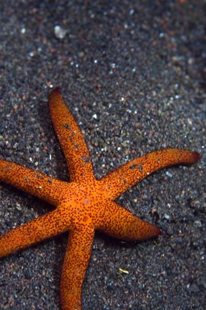 Tiny starfish. I took the picture because I liked the col... by Erika Antoniazzo 