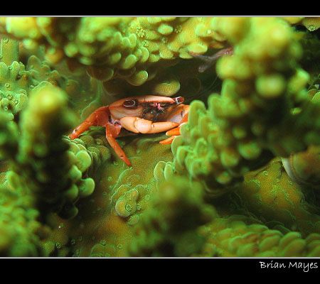 Tiny Red-dotted Coral Crab safe and secure from predators... by Brian Mayes 