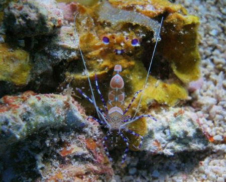 Spotted cleaner shrimp, La Pared Parquera PR. OLYMPUS 350... by Osvaldo Deleon 