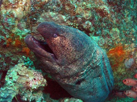 A really big Giant Moray,next to the unknown wreck at Blu... by Ian Palmer 