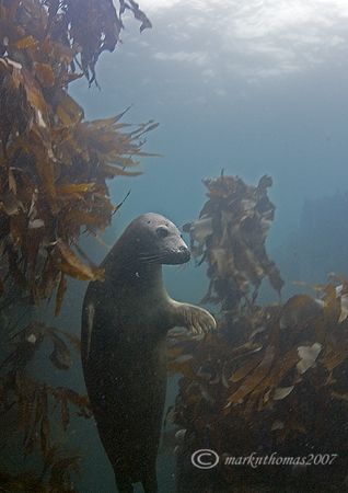 Hanging around.
Grey seal, Farne Islands, Oct 06.
D200 ... by Mark Thomas 