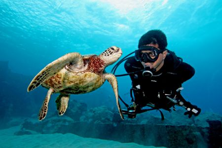 In Hawaii you can expect to dive with Green sea turtles o... by Stuart Ganz 