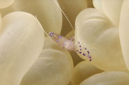 shrimp on bubble coral,nikon d2x,lens 60mm,2 strobes 120 ... by Puddu Massimo 