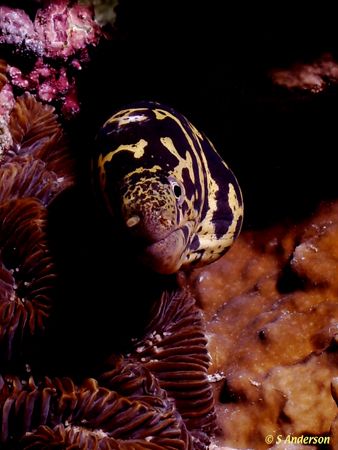 This photo of a Chainlink Moray was taken in Cozumel in 2... by Steven Anderson 