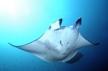  Manta,taken in maldives with nikon d2x and 12-24mm lens. by Puddu Massimo 
