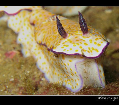 Risbecia pulchela munching on some hydroid.........Canon ... by Brian Mayes 