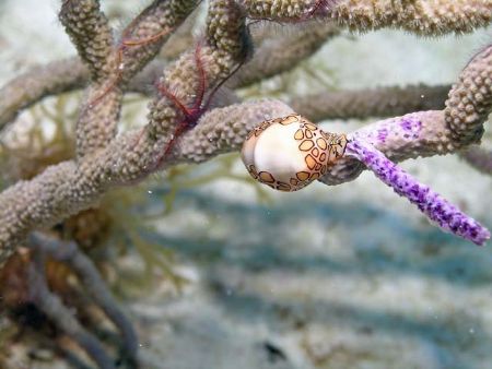 Flamingo Tongue and Brittle star - Paseo De Cedral, Comzu... by James Ridgway 