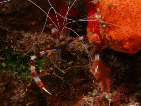 red banded shrimp in the balconies dive site at parguera ... by Victor J. Lasanta Garcia 
