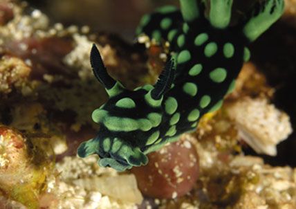 nudibranch,siladen north sulawesi,indonesia,nikon d2x,60m... by Puddu Massimo 