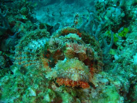 raggy scorpionfish maumere Sony T30 by Chin2 Law 