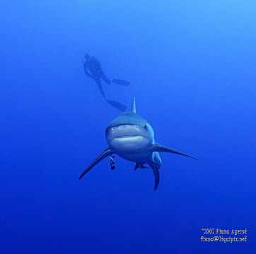Bull Shark passing under diver- looks like a fighter plane! by Fiona Ayerst 