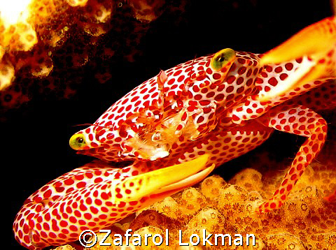 Crab..hiding in coral,taken with Canon S80 pover shoot... by Zafarol Lokman 
